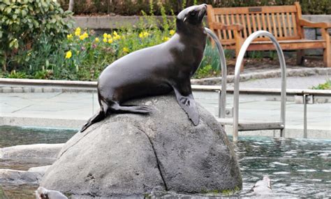 Sea lion at NYC's Central Park Zoo briefly escapes enclosure amid historic flooding